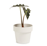 'POT' Mini Indoor Plant Pot