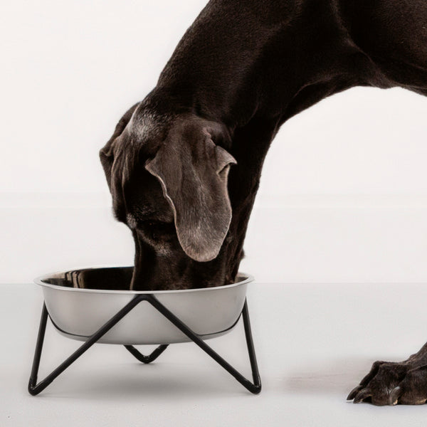 Choosing the right dog bowl for your furry friend