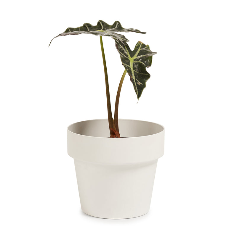 'POT' Mini Indoor Plant Pot