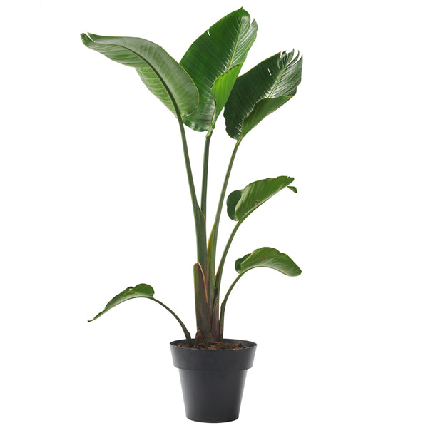 'POT' Big Indoor Plant Pot