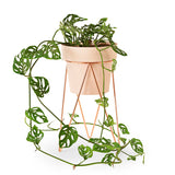 'PLANT' Indoor Plant Stand & Medium Pot Bundle