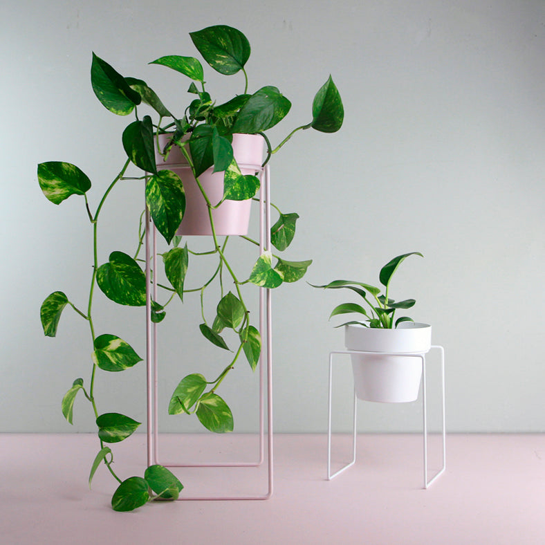 'TALL' Indoor Plant Stand & Medium Pot Bundle