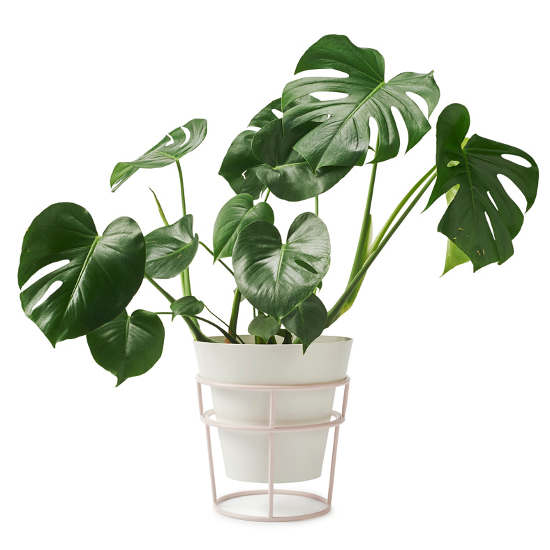 'POTPLANT' Double Sided Indoor Plant Stand