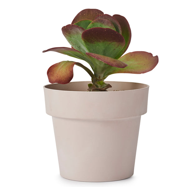 'POT' Medium Indoor Plant Pot