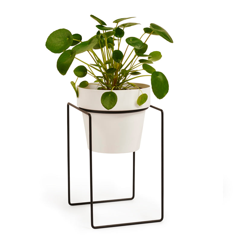 'SHRUB' Plant Stand Mini & Small Pot Bundle